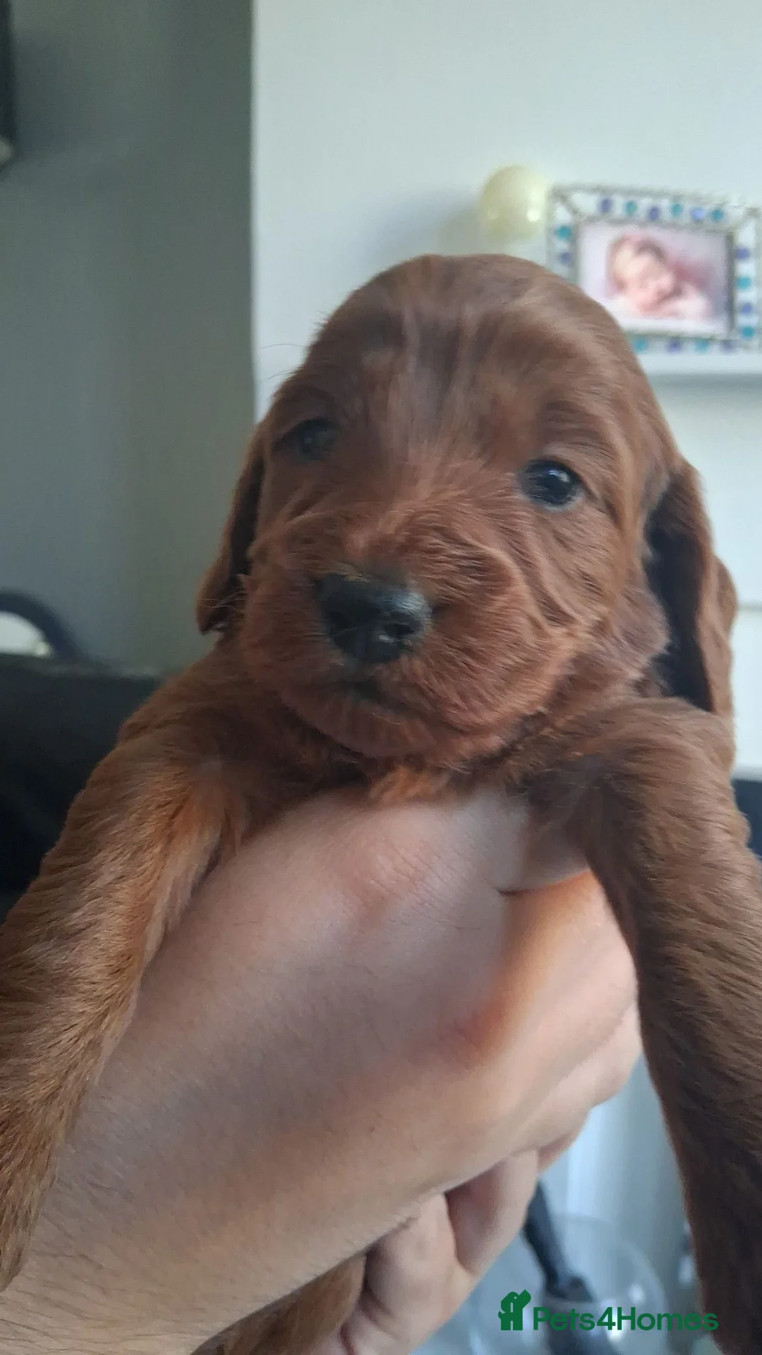 Cockapoo dogs for sale: Lady cockerpoos  - Advert 1