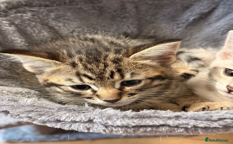 Mixed Breed cats - Advert 1