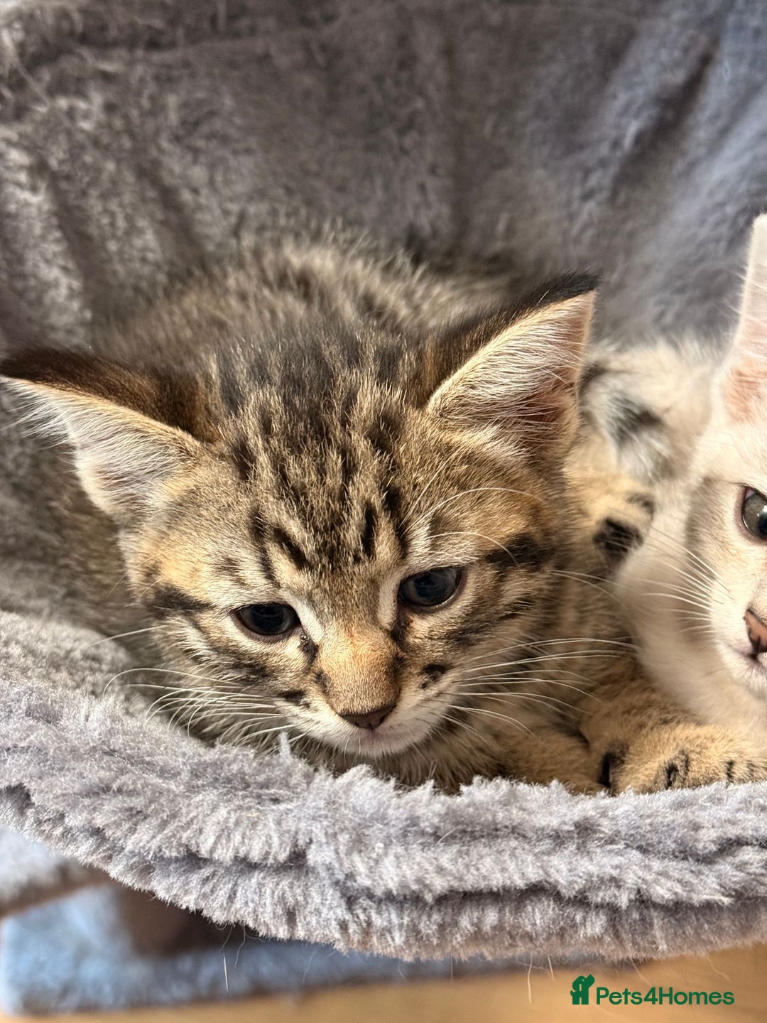 Mixed Breed cats for sale: Cute Kittens - Image 1
