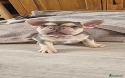 French Bulldog dogs for sale: LAST GIRL Chocolate French Bulldog puppies - Image 9
