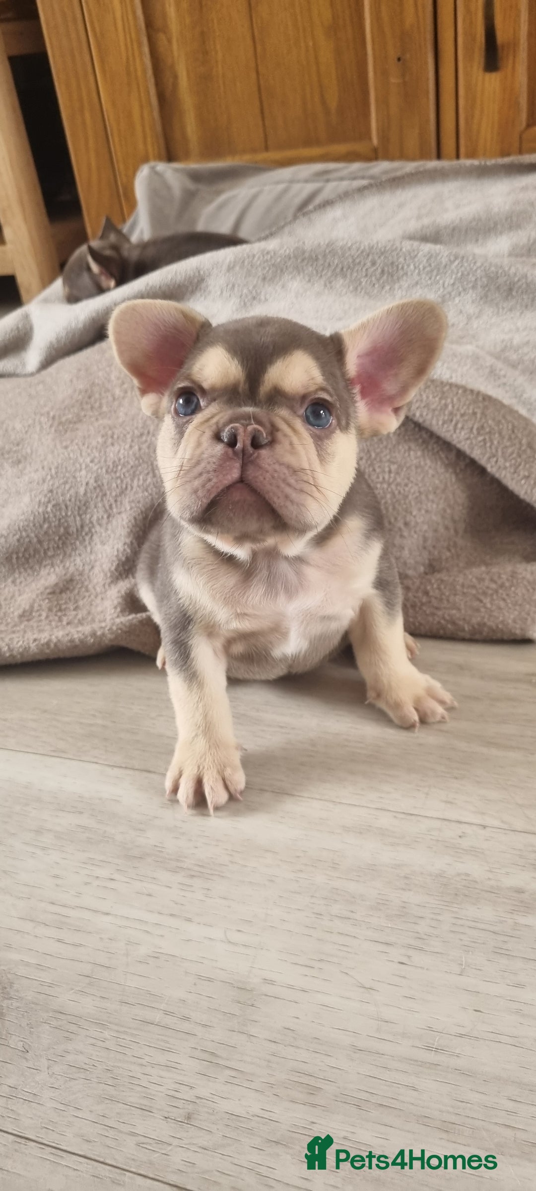 French Bulldog dogs for sale: LAST GIRL Chocolate French Bulldog puppies - Image 9