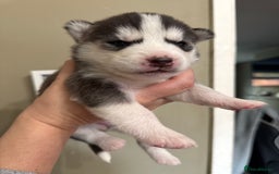 Siberian Husky dogs for sale: SIBERIAN HUSKY  - Image 13