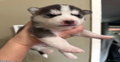 Siberian Husky dogs - Advert 1