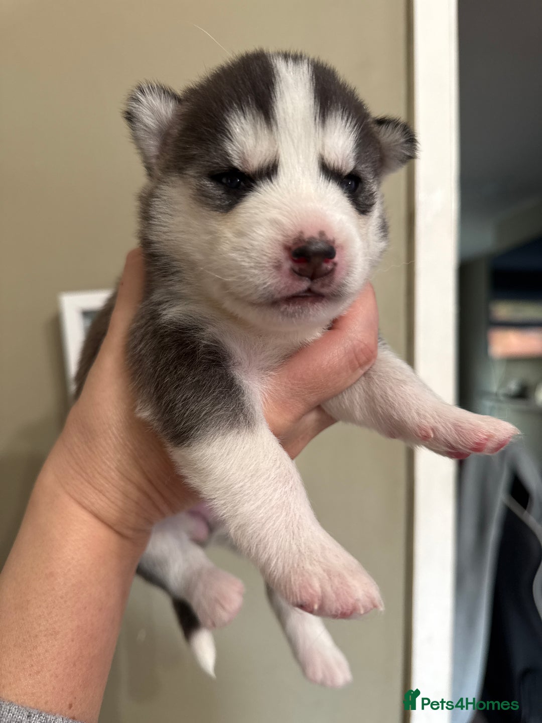 Siberian Husky dogs for sale: SIBERIAN HUSKY  - Image 13
