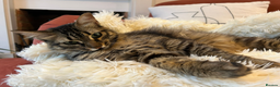 Mixed Breed cats for adoption: Fluffy loving SAMRA is looking for a home in London - Advert 21