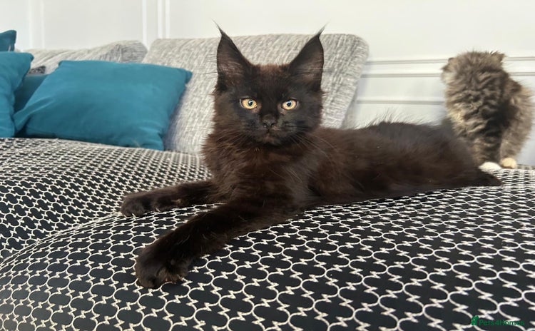 Maine Coon cats Beautiful black female Maine Coon for sale - Advert 3