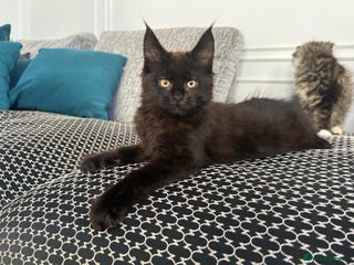 Maine Coon cats Beautiful black female Maine Coon for sale - Advert 13