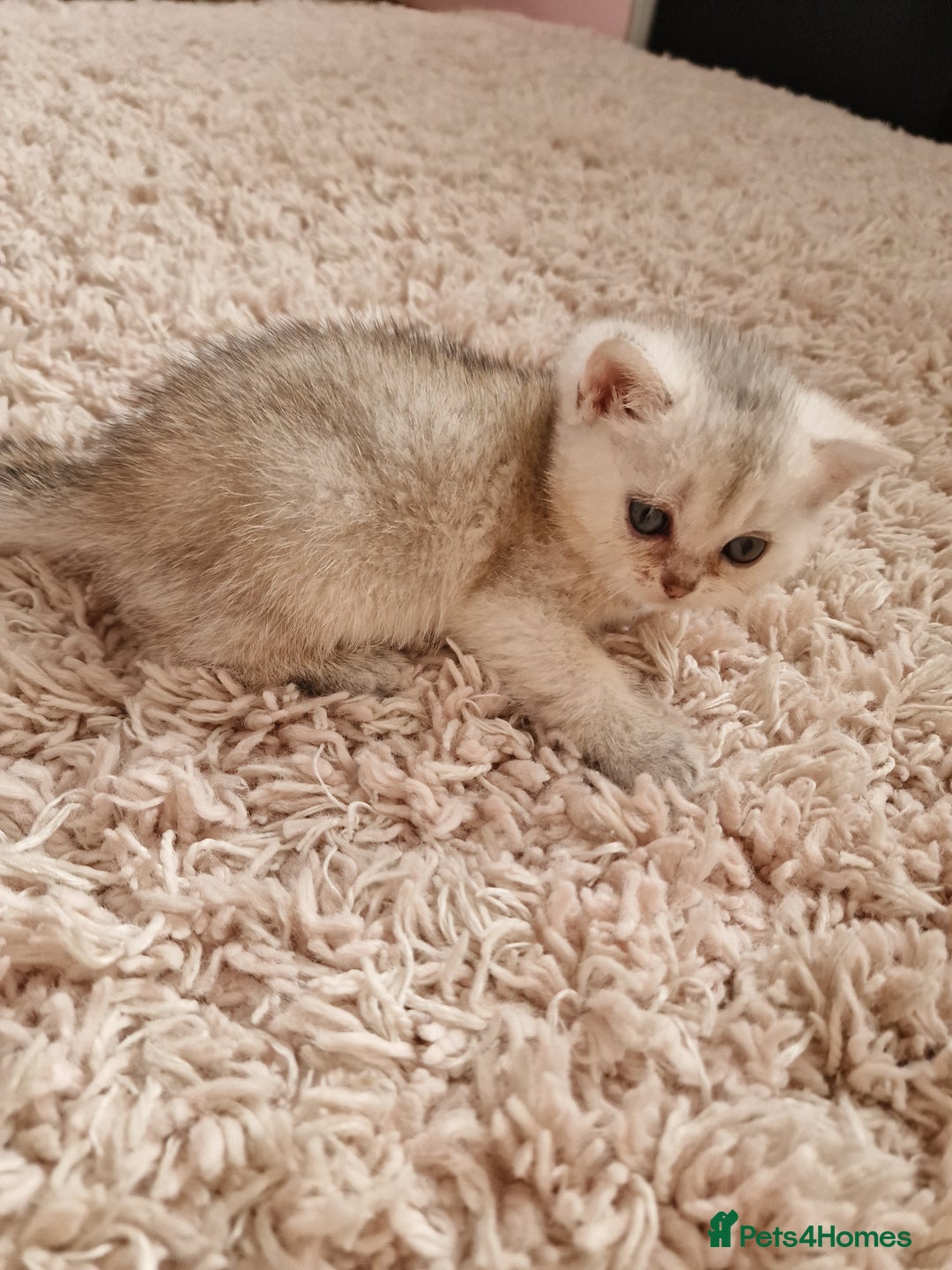 British Shorthair cats for sale: BSH 4 kittens ready for reservation  - Image 12