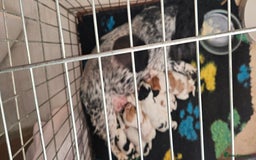 Cocker Spaniel dogs for sale: Show cocker pups - Image 8
