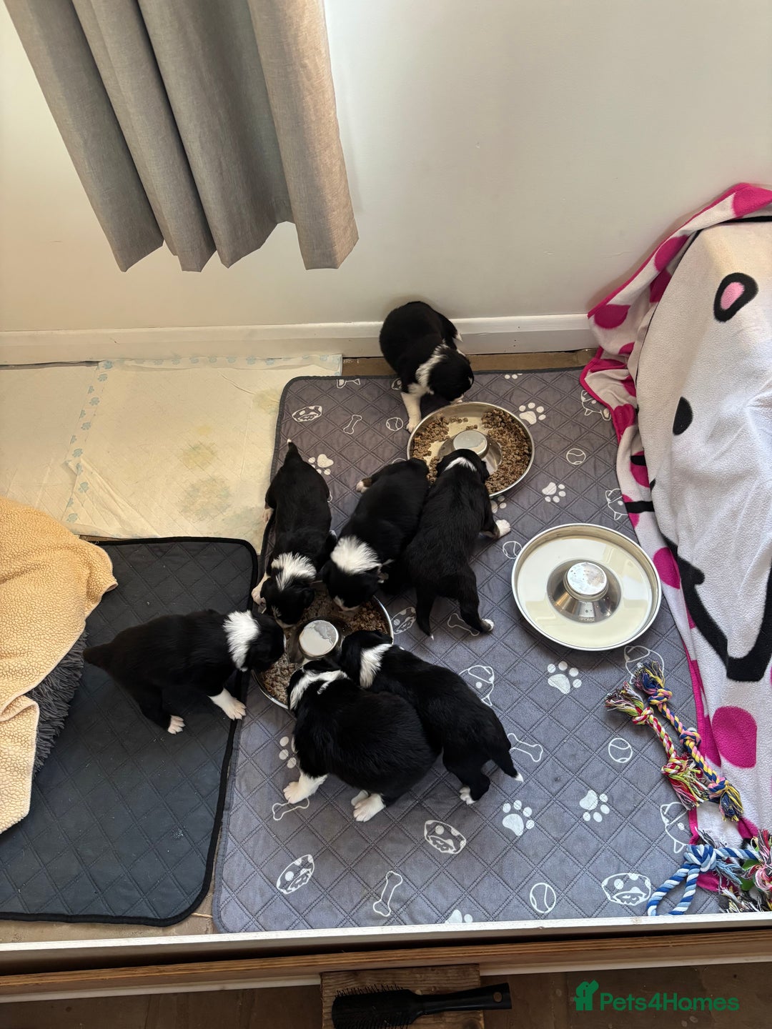 Border Collie dogs for sale: Border collie puppies  - Image 4