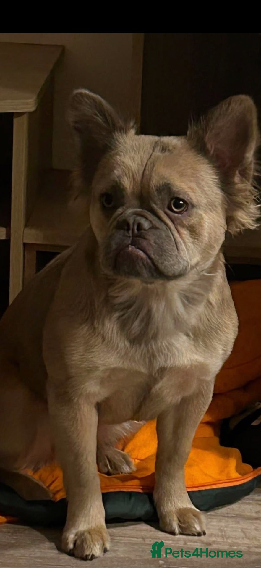 French Bulldog dogs French bulldog - Advert 1