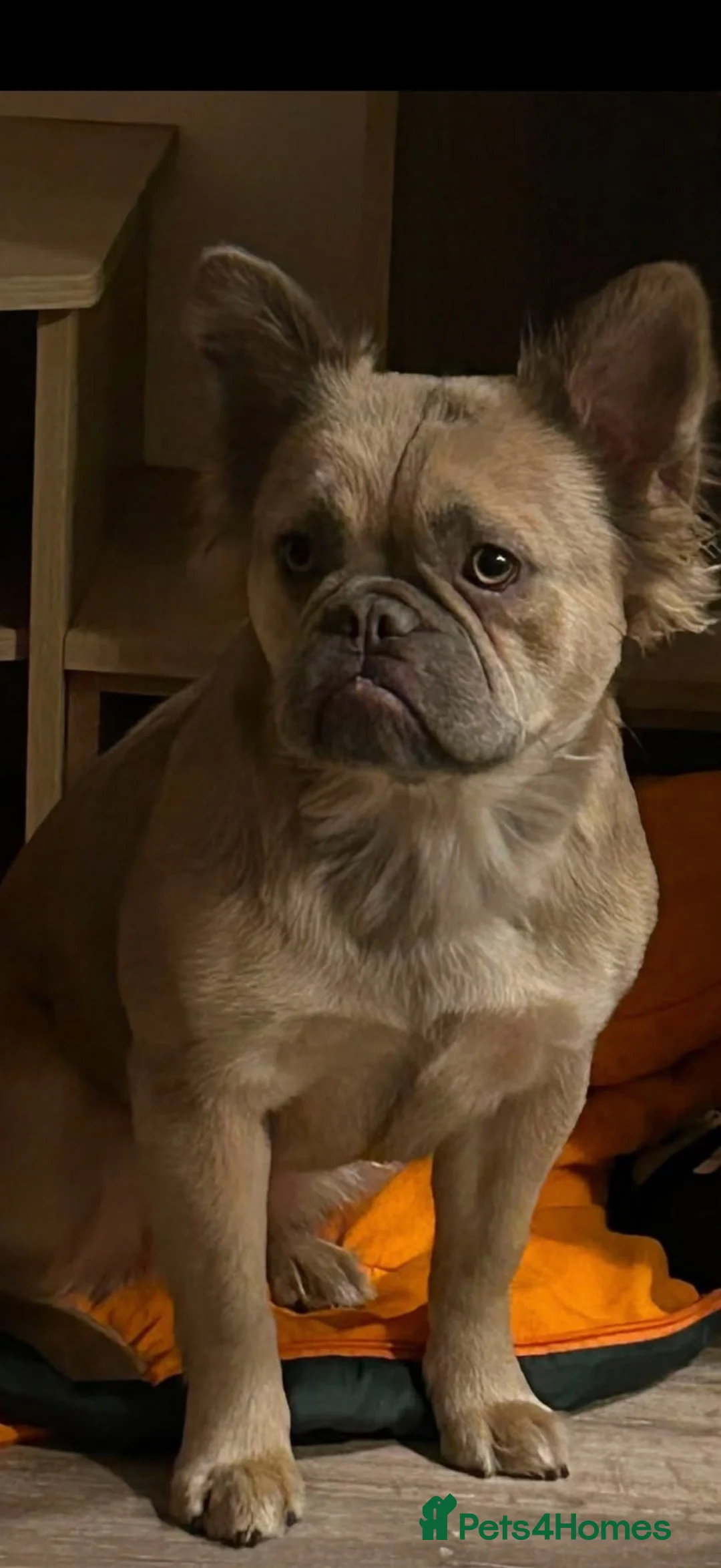 French Bulldog dogs for sale: French bulldog - Advert 1