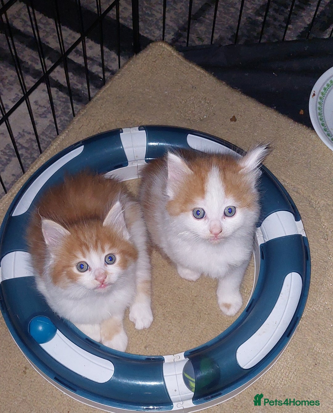 Mixed Breed cats for sale: 2 fluffy ginger boys  - Advert 7