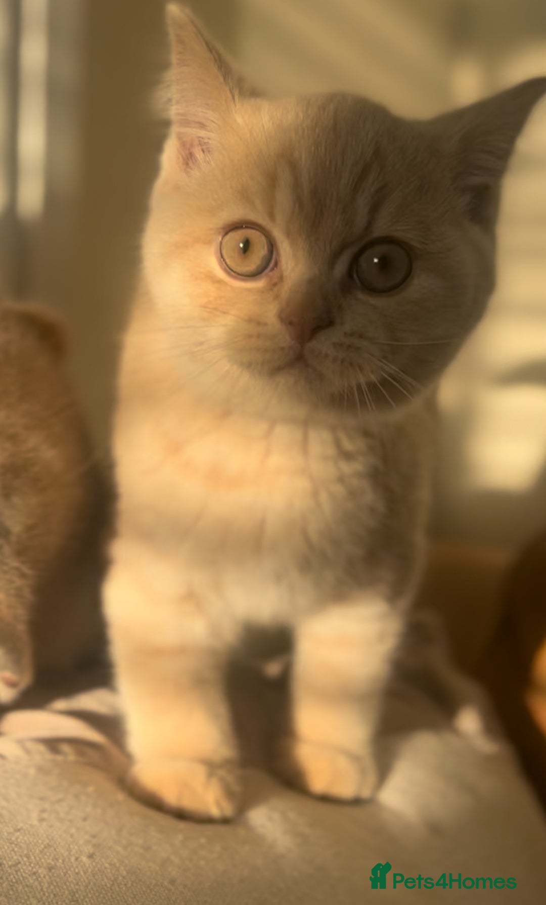British Shorthair cats for sale: TICA Reg Cream BSH Boy - Advert 7