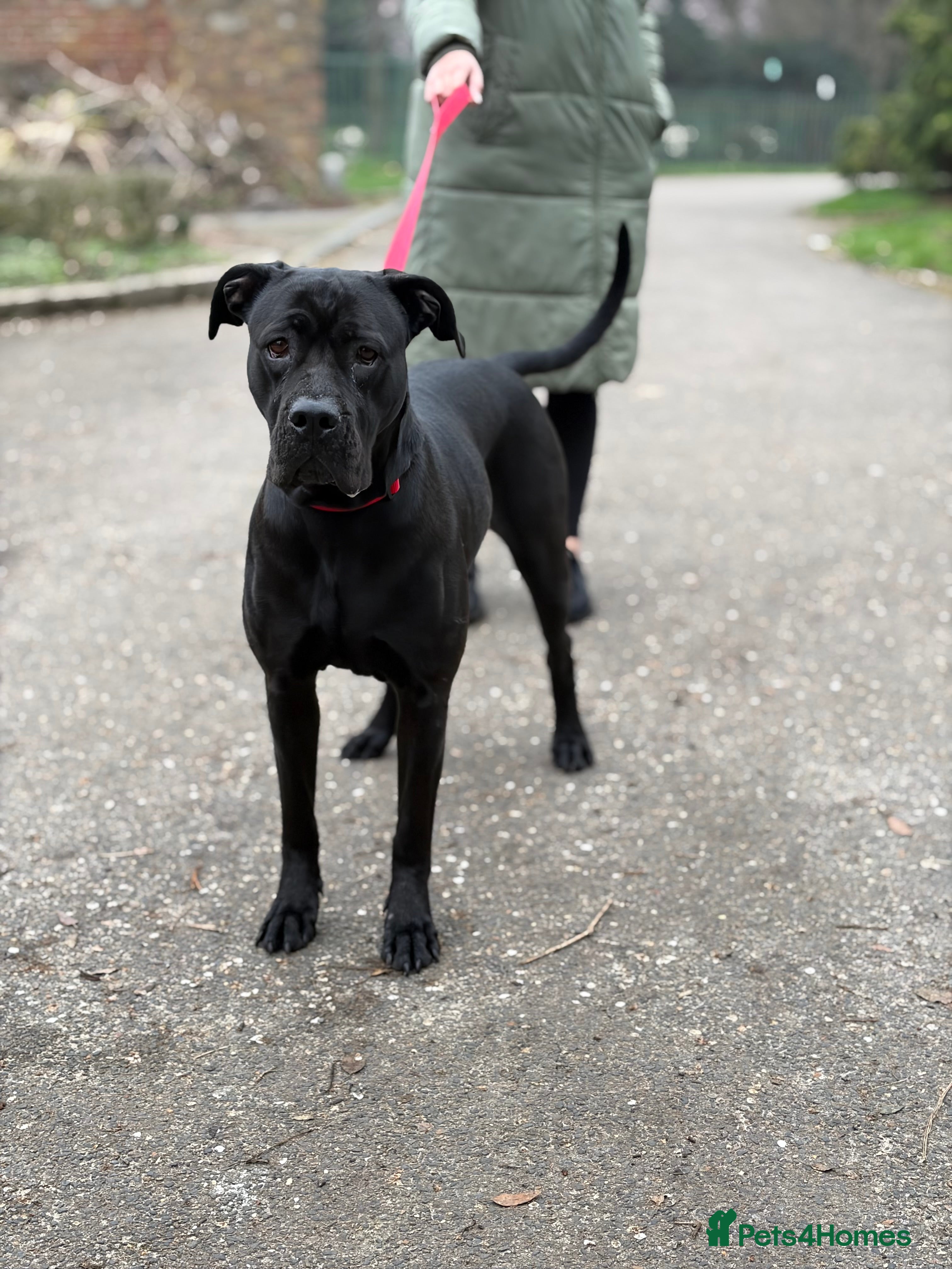 Cane Corso dogs Cane corso female  in London - Advert 6