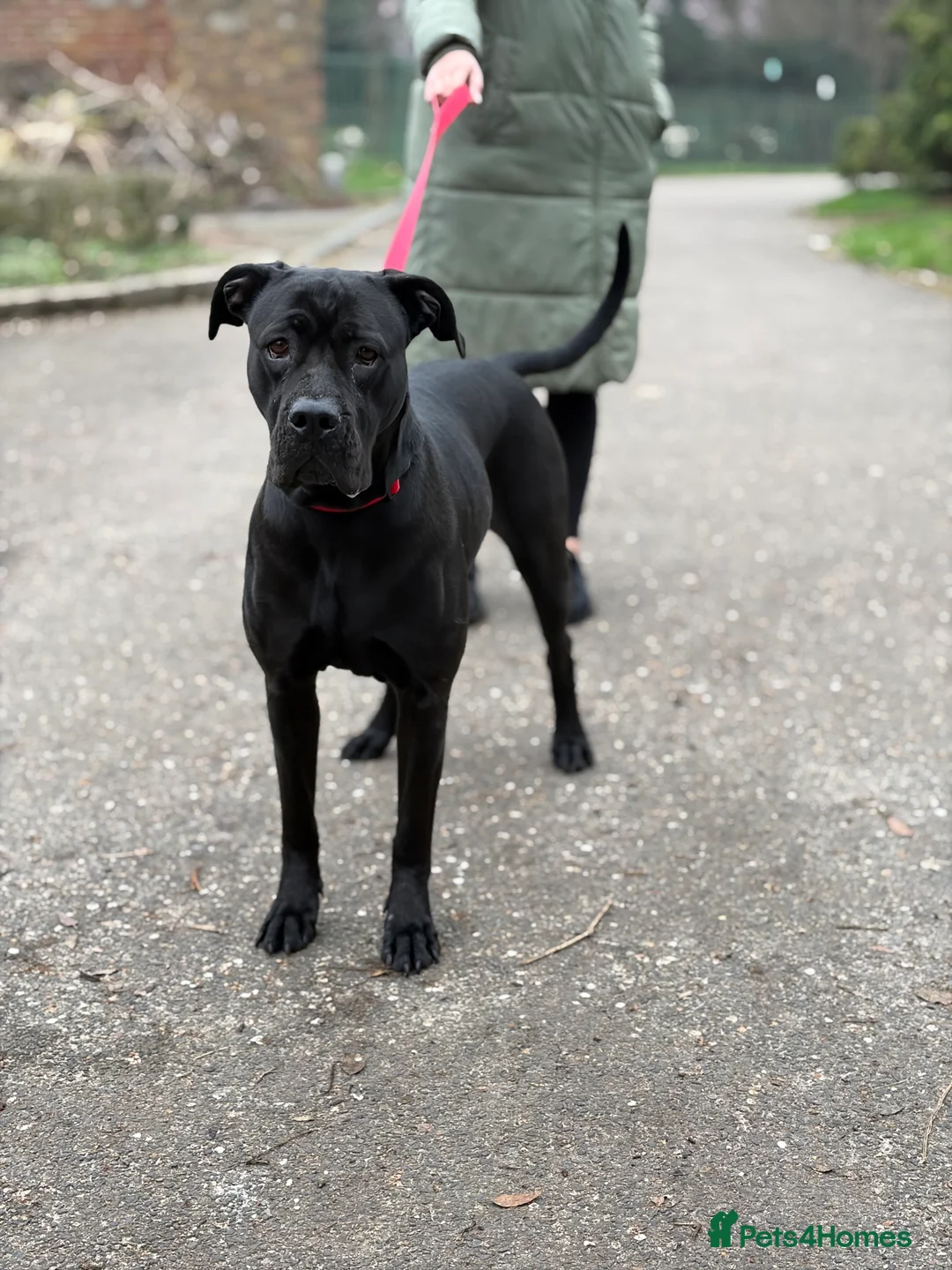Cane Corso dogs for sale: Cane corso female  in London - Advert 1