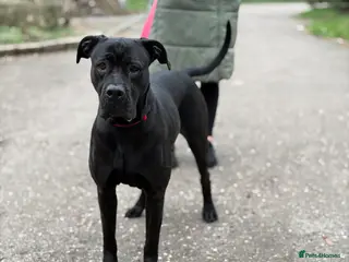 Cane Corso dogs Cane corso female in London - Advert 6