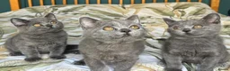 British Shorthair cats for sale: Beautiful British Shorthair kittens  - Advert 11