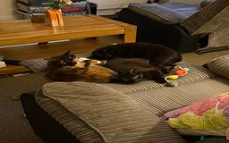 Domestic Shorthair cats for sale: Bonded sisters, please adopt together!  - Image 14
