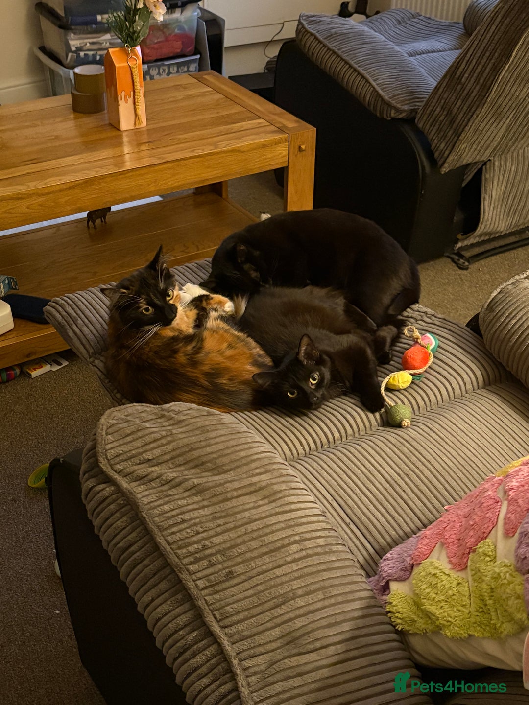 Domestic Shorthair cats for sale: Bonded sisters, please adopt together!  - Image 14