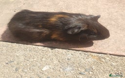 Guinea Pig rodents for sale: Baby guinea pigs - Image 3