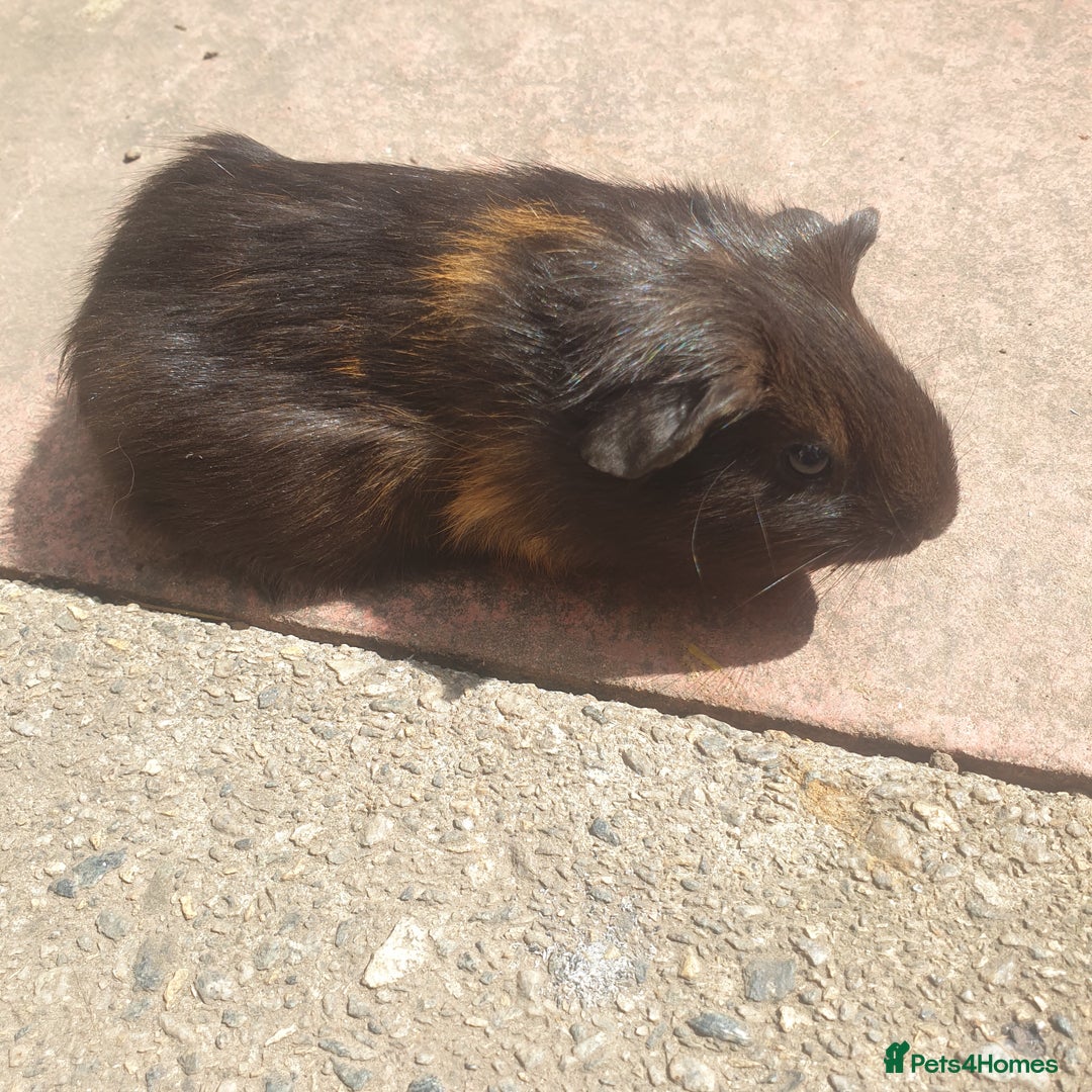 Guinea Pig rodents for sale: Baby guinea pigs - Image 3