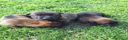 Belgian Shepherd Dog dogs for sale: Belgian malinios cross dutch shepherd - Advert 6