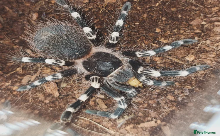 Tarantulas invertebrates - Advert 1