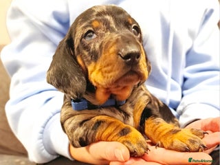 Dachshund dogs Champions Line Standard Dachshund - Advert 7