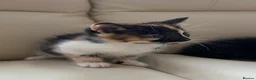 Mixed Breed cats for sale: calico kittens for sale! - Advert 6