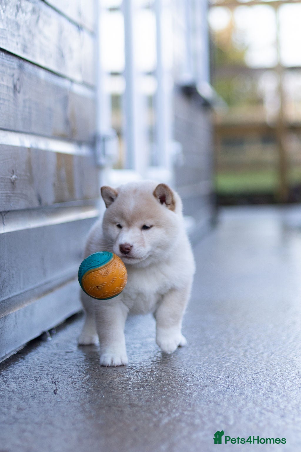 Japanese Shiba Inu dogs  Red sesame Top European & Japanese Bloodlines KC - Advert 3