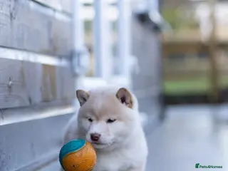 Japanese Shiba Inu dogs Red sesame Top European & Japanese Bloodlines KC - Advert 3