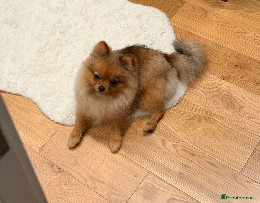 Pomeranian dogs for sale: Pomeranian girl 🤎 - Advert 1