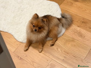 Pomeranian dogs Pomeranian girl 🤎 - Advert 1