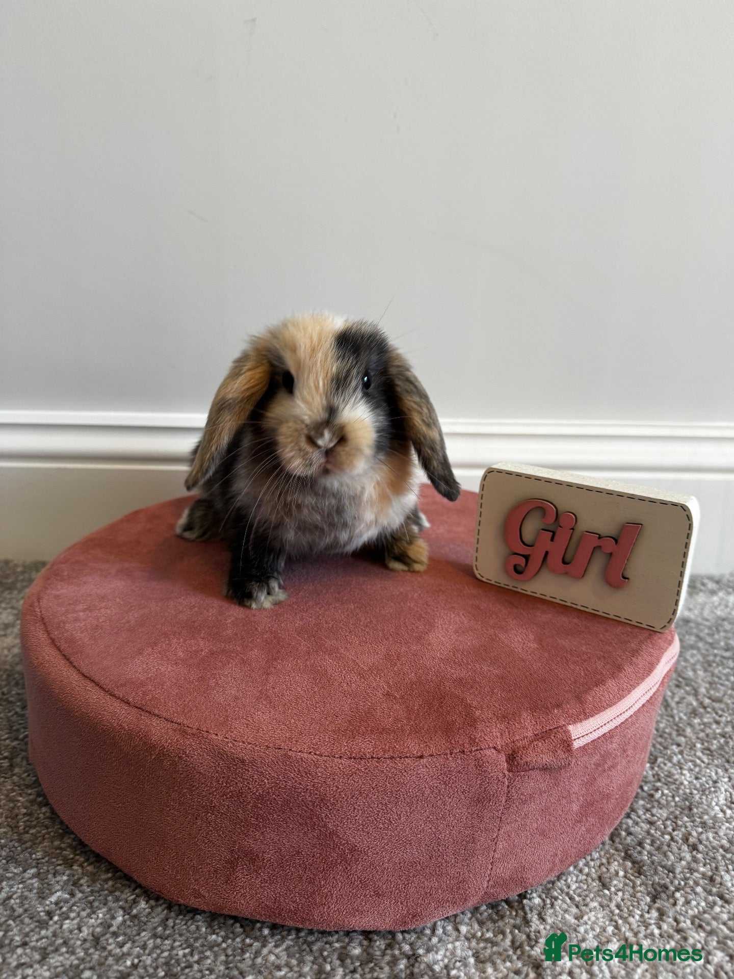 Mini Lop rabbits Gorgeous Baby Mini Lop Girls READY NOW - Advert 15