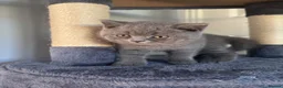 British Shorthair cats for sale: Blue British Shorthair Boy 💙 - Advert 8