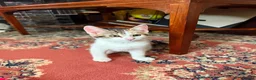 Mixed Breed cats for sale: 4 Beautiful Kittens in Erith - Advert 20
