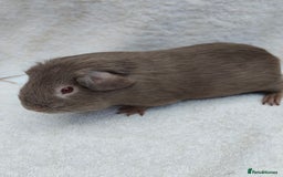 Guinea Pig rodents for sale: Guinea pig pairs for sale  - Image 2
