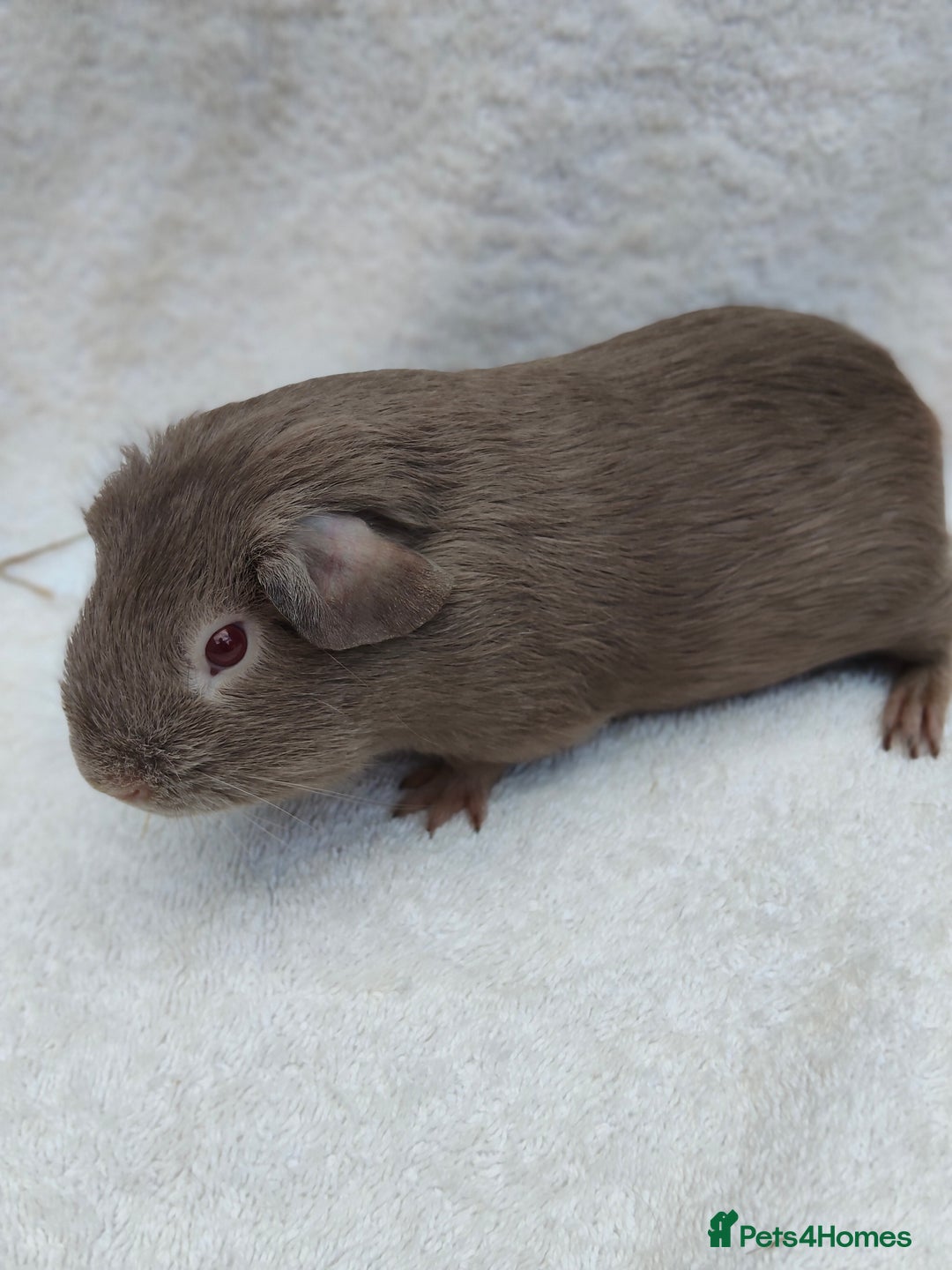 Guinea Pig rodents for sale: Guinea pig pairs for sale  - Image 2