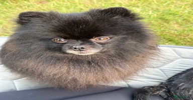 Pomeranian dogs - Advert 2