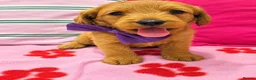 Labradoodle dogs for sale: Miniature labradoodles - Advert 6