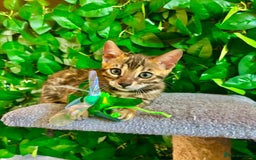 Bengal cats for sale: Brown Rosetted Bengal Boys – Ready 21/08/25 - Image 4