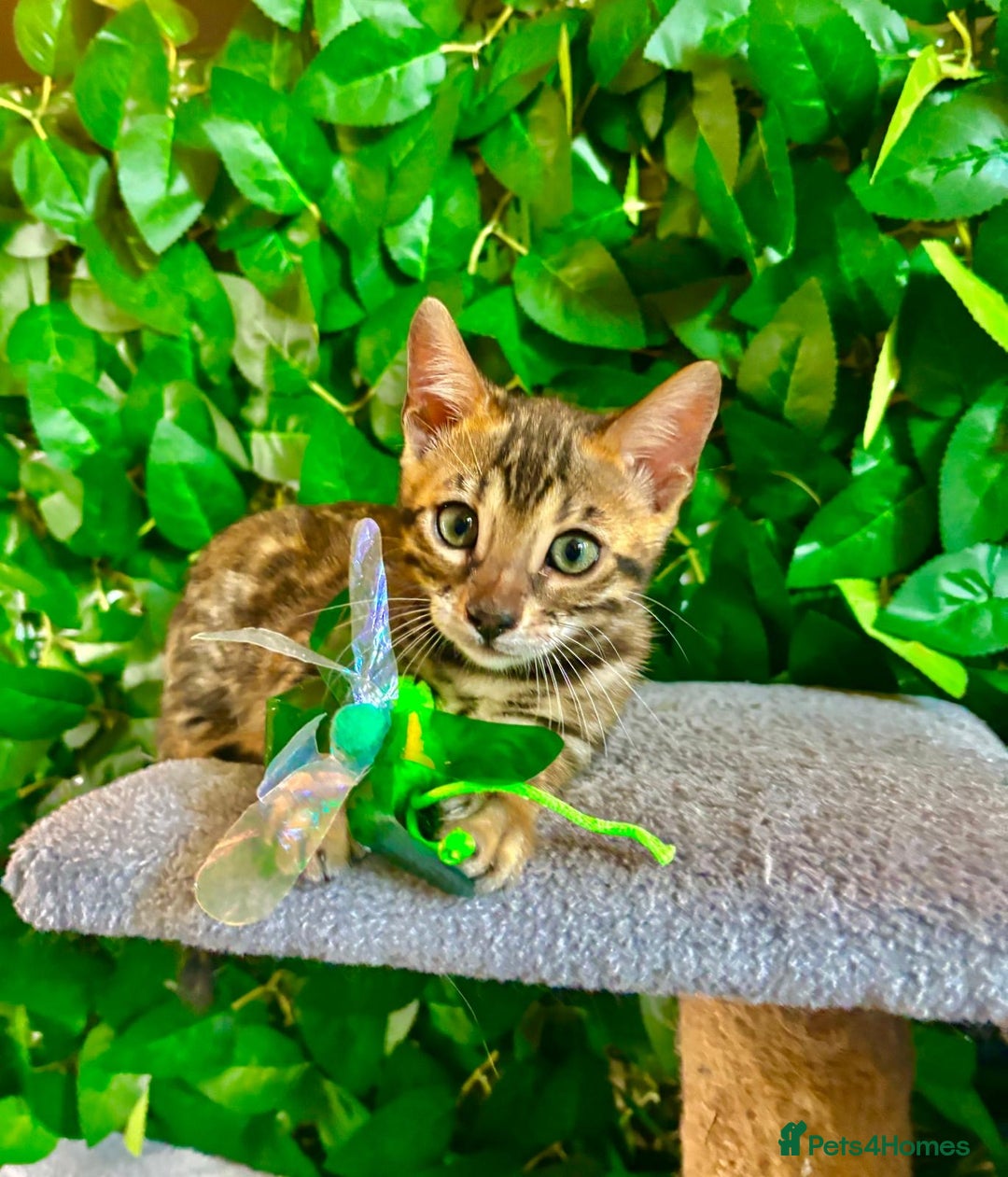 Bengal cats for sale: Brown Rosetted Bengal Boys – Ready 21/08/25 - Image 4