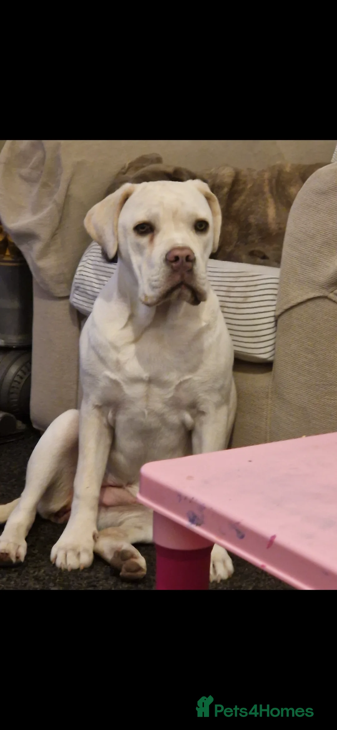 Cane Corso dogs for sale: Bessie - Advert 11