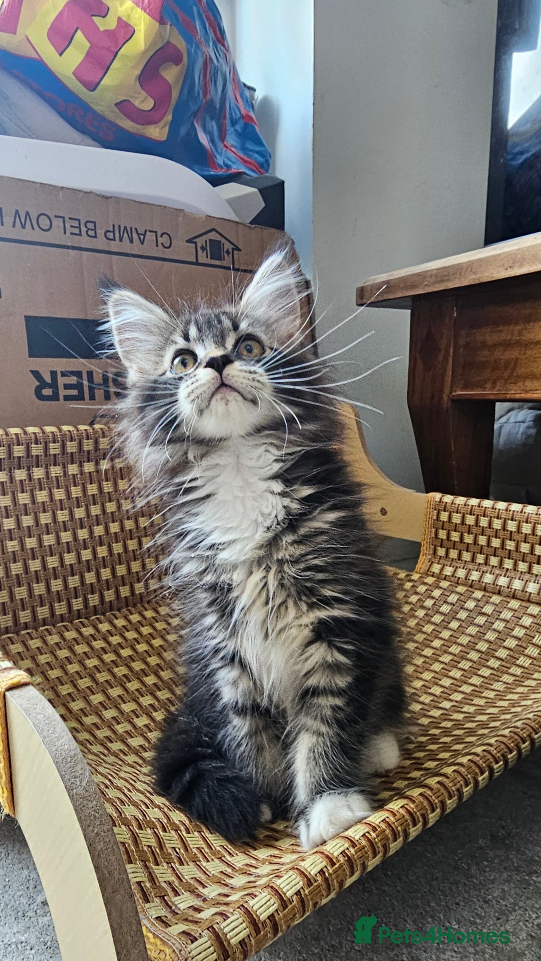 Maine Coon cats for sale: Tica registered maine coon kitten - Image 14