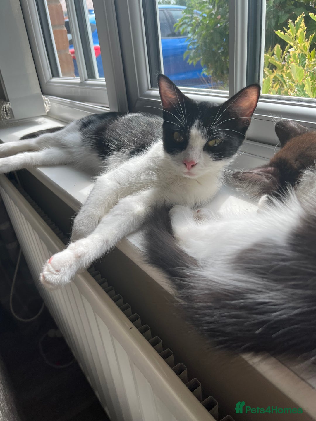 Turkish Van cats for sale: Twin boys ready to leave together  - Image 3