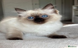Ragdoll cats for sale: Ragdolls kittens  - Image 6