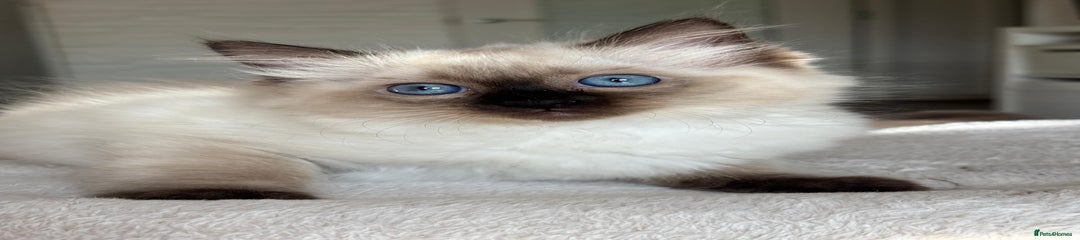 Ragdoll Kitten 2