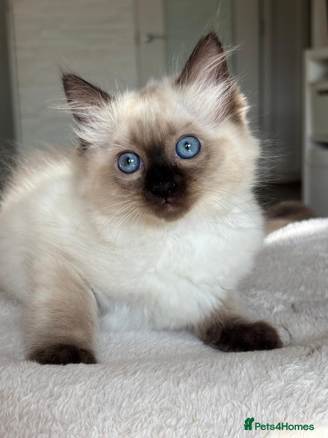 Ragdoll cats for sale: Ragdolls kittens  - Image 6