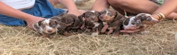 Miniature Dachshund dogs for sale: Beautiful Dachshund puppies in Ashbourne - Advert 4